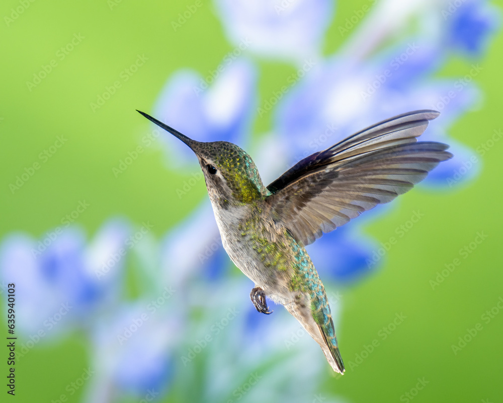Fototapeta premium Hummingbird in Flight on Green and Violet Background, Female or Immature Male