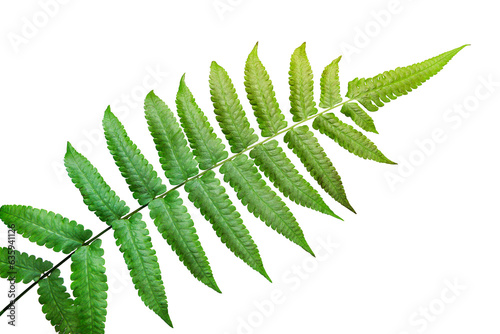 Green leaves fern tropical plant isolated on transparent background. PNG transparency