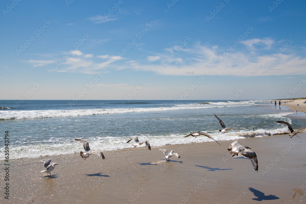 seagulls at the beach