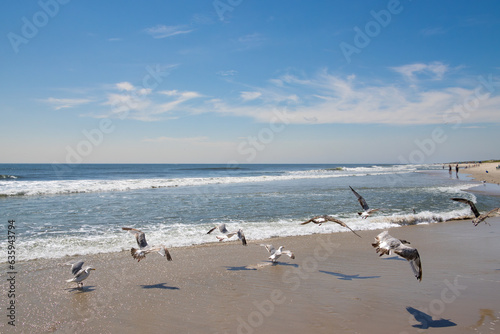 seagulls at the beach