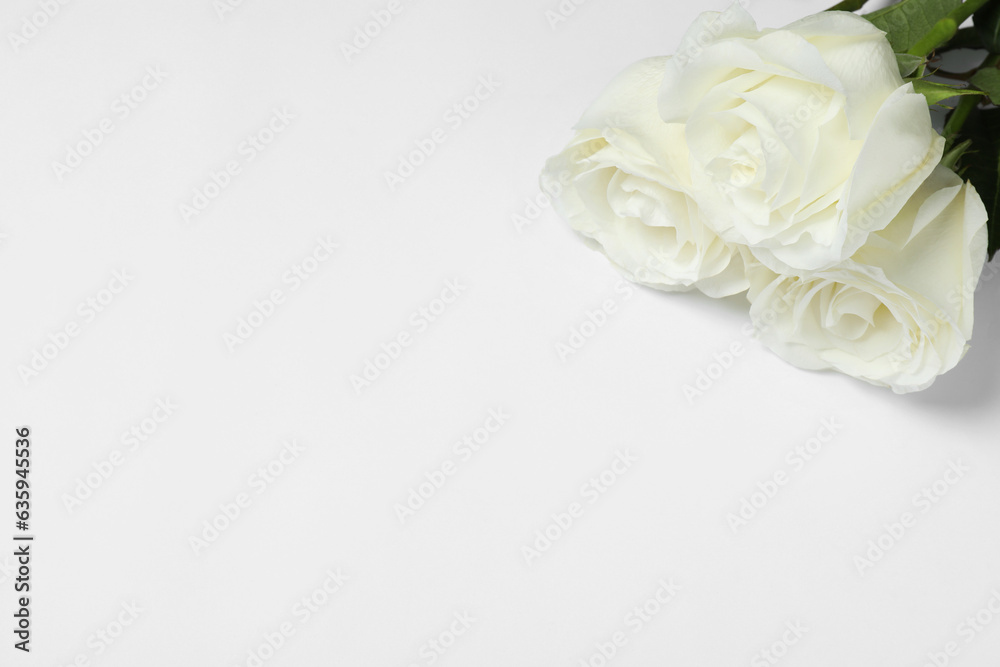 Beautiful roses on white background, space for text. Funeral symbol Beautiful roses on white background, space for text. Funeral symbol