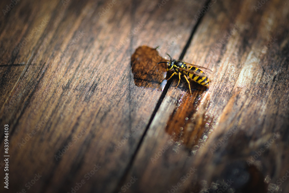 Wasp drinking sweet gas water from a wooden table close up. Wasp drinking sweet gas water from a wooden table close up.