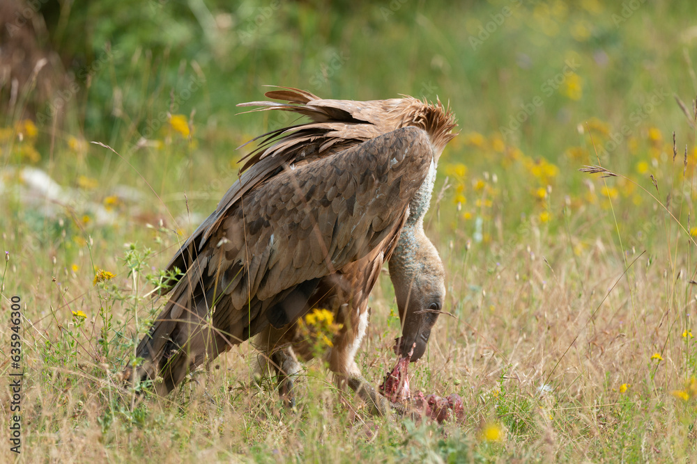 Obraz premium Vautour fauve,.Gyps fulvus, Griffon Vulture, Parc naturel régional des grands causses 48, Lozere, France