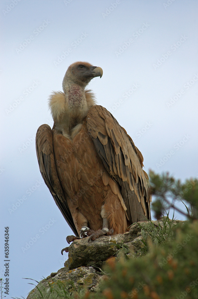 Vautour fauve,.Gyps fulvus, Griffon Vulture, Parc naturel régional des grands causses 48, Lozere, France Vautour fauve,.Gyps fulvus, Griffon Vulture, Parc naturel régional des grands causses 48, Lozere, France