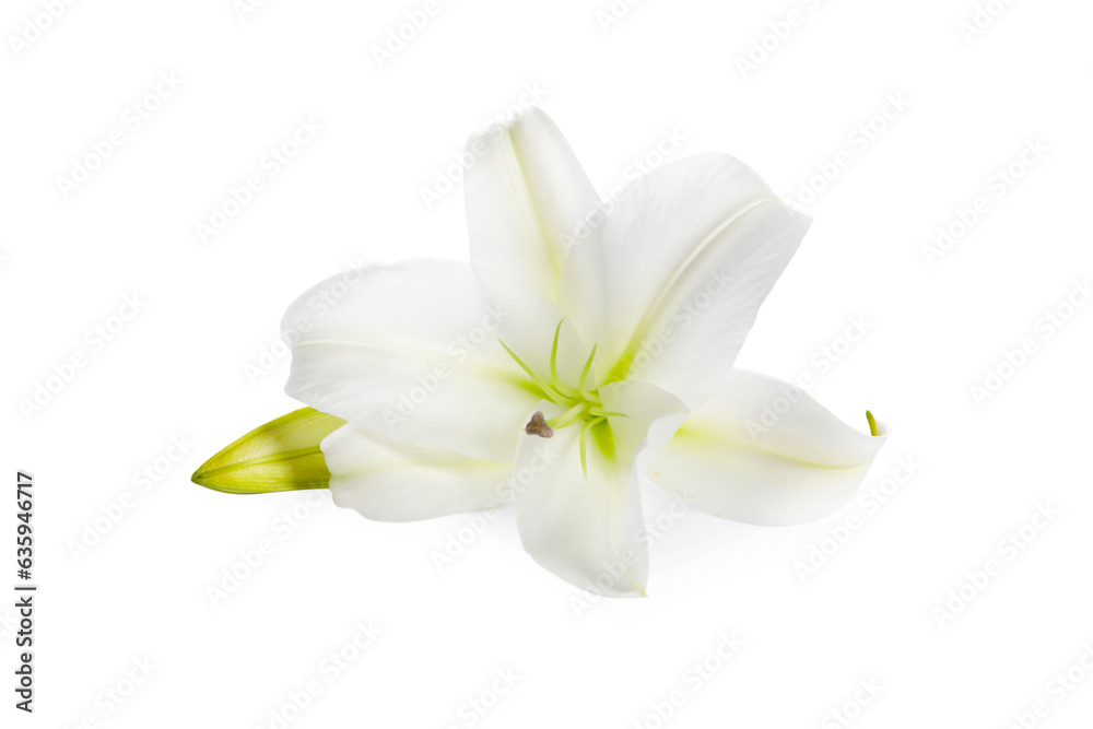 Beautiful fresh lily flower isolated on white Beautiful fresh lily flower isolated on white