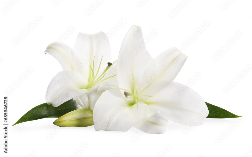 Beautiful fresh lily flowers isolated on white Beautiful fresh lily flowers isolated on white