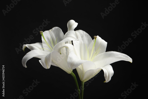 Beautiful white lily flowers on black background, closeup