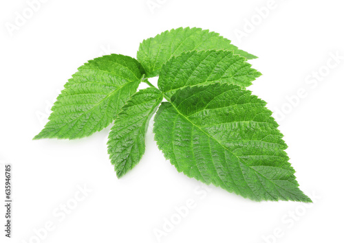 Stem with green raspberry leaves isolated on white