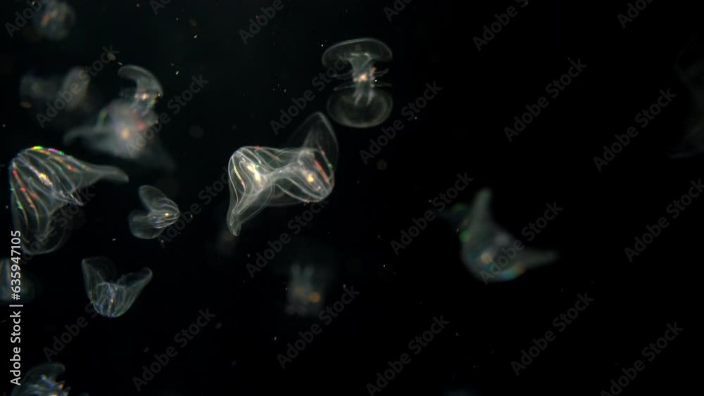 Bioluminescence Jellyfish Comb Jellies Bioluminescence Jellyfish Comb Jellies
