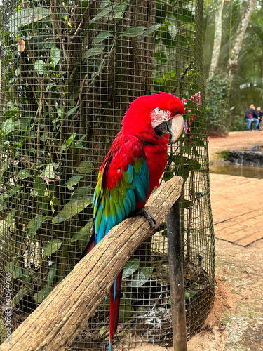 Colorful macaw in natture photo