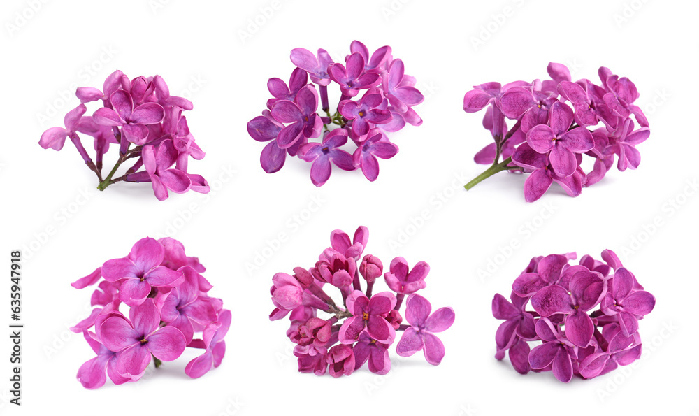 Fototapeta premium Fragrant lilac flowers isolated on white, set