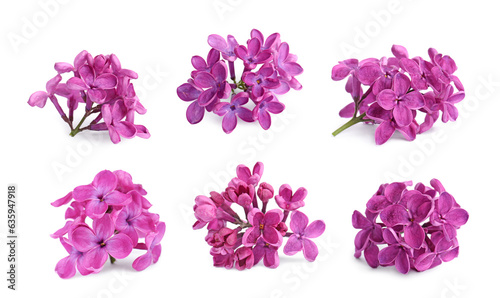 Fragrant lilac flowers isolated on white, set