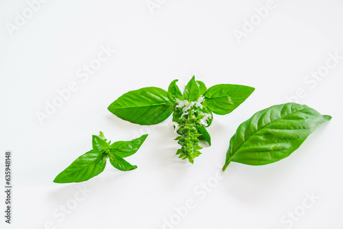 新鮮なハーブ　バジルと白い花