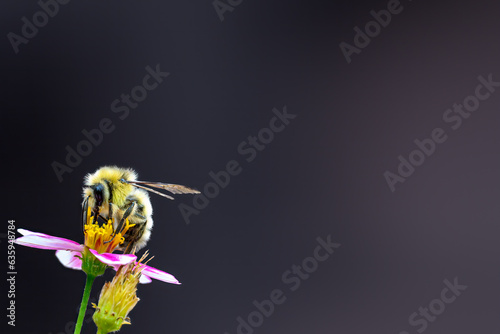 A Solo Bee Landing on a Flower