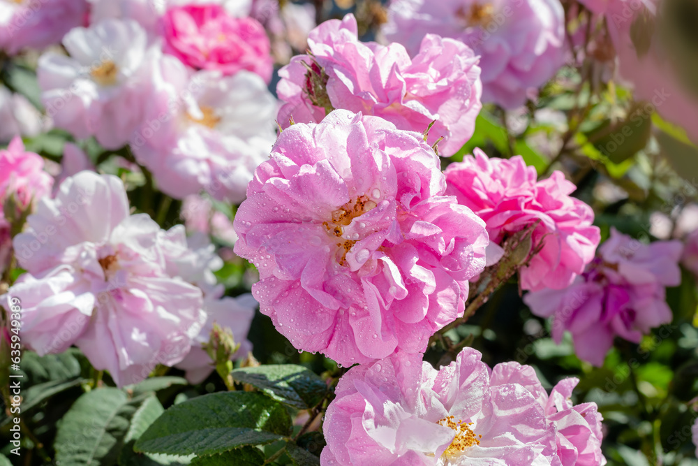 Damask rose bush in full bloom, close-up. In raindrops. Bulgarian rose. Damask rose. Rosa damascena Damask rose bush in full bloom, close-up. In raindrops. Bulgarian rose. Damask rose. Rosa damascena