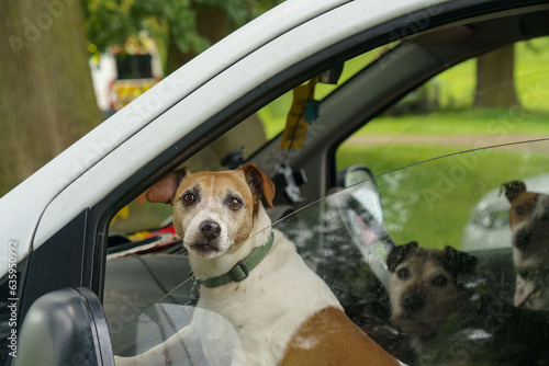 A brown and white Jack Russell stares at the camera from the passenger seat of a parked car, waiting for its owner to come back.