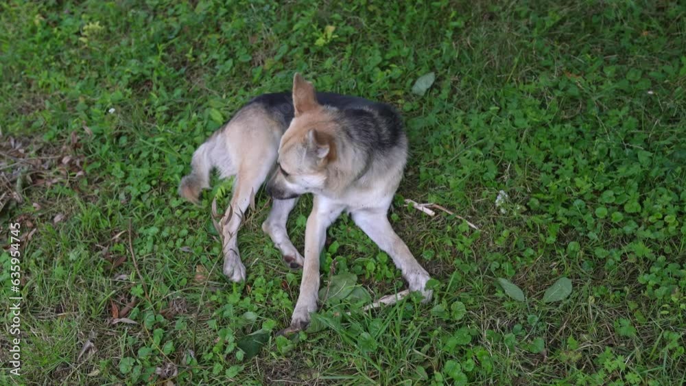 Cute shepherd puppy dog chewing on a toy stuck in the backyard. Young playful mixed breed dog chews wooden stick on green plants at meadow. Animals and pets video concept. Footage in 4K 25FPS Cute shepherd puppy dog chewing on a toy stuck in the backyard. Young playful mixed breed dog chews wooden stick on green plants at meadow. Animals and pets video concept. Footage in 4K 25FPS