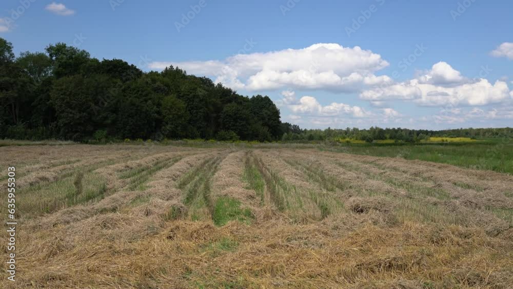 Wheat rural field after harvest against a blue sky with white clouds. Mowed field field with stubble and trees in the background. Empty field with straw after harvest - seasonal farm work. 4K footage Wheat rural field after harvest against a blue sky with white clouds. Mowed field field with stubble and trees in the background. Empty field with straw after harvest - seasonal farm work. 4K footage