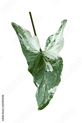 Monstera Variegated Leaf Isolated On White Background. Tropical Leaves Variegated Foliage Exotic Nature Plants.
