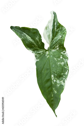 Monstera Variegated Leaf Isolated On White Background. Tropical Leaves Variegated Foliage Exotic Nature Plants.
