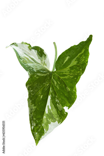 Monstera Variegated Leaf Isolated On White Background. Tropical Leaves Variegated Foliage Exotic Nature Plants.