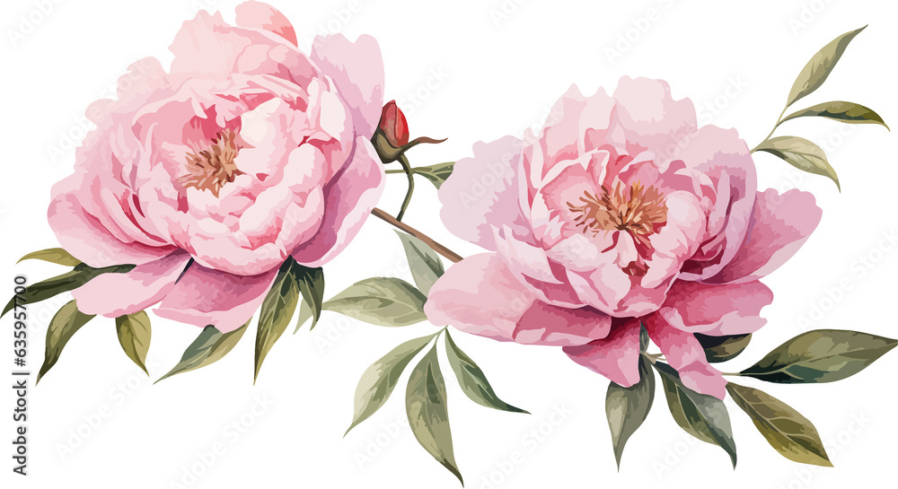 Watercolor peony flowers clipart