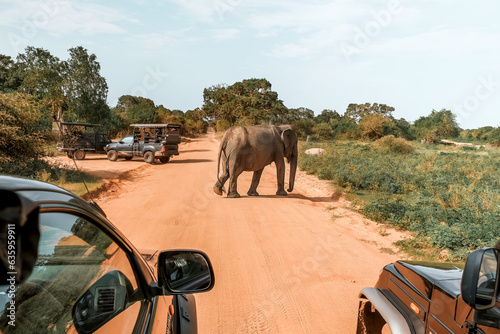 Photography Wildlife safari