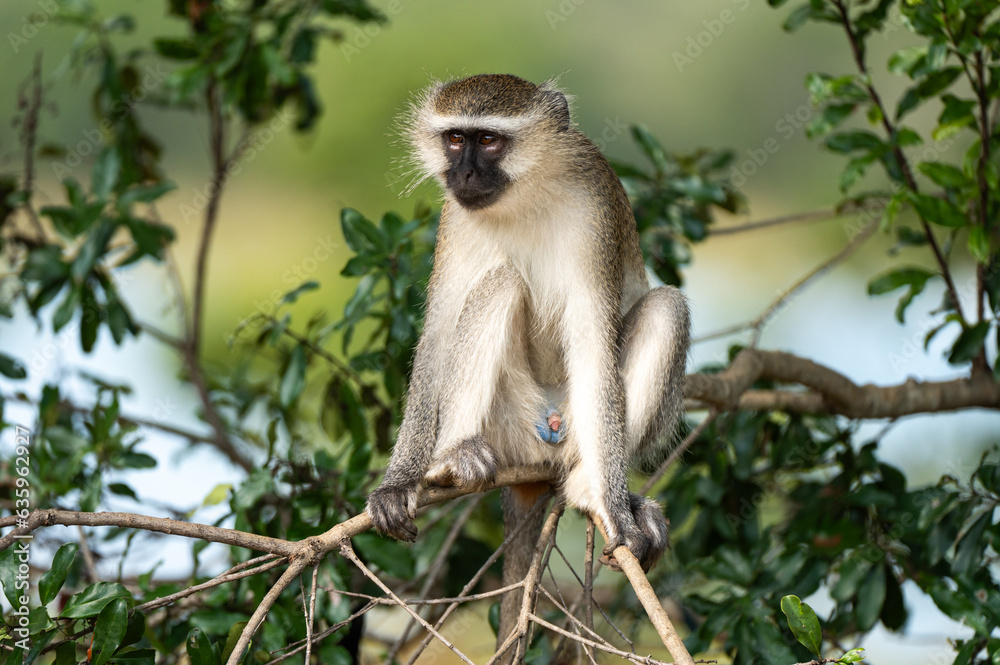 Fototapeta premium long macaque