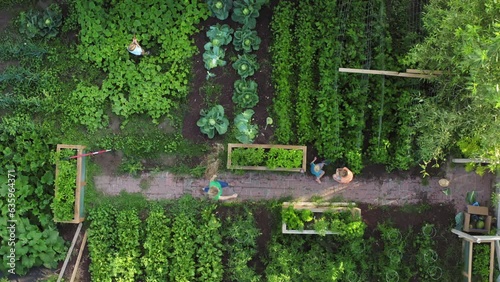 Static unmoving overhead top down aerial drone view of family tending to garden