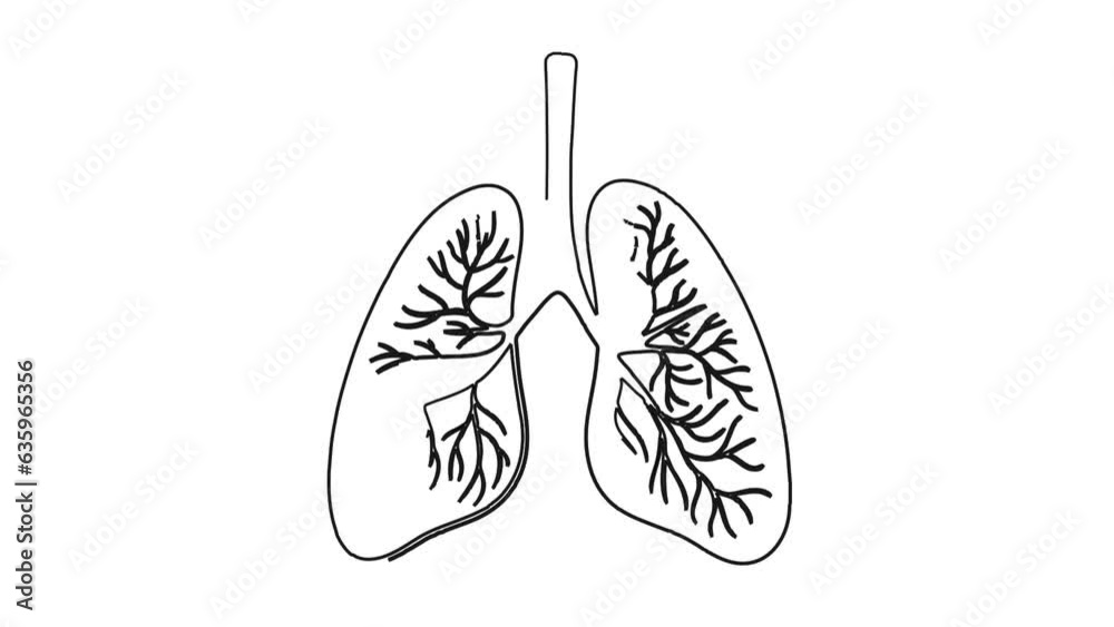 Human body lungs whiteboard doodle medical science animation Human body lungs whiteboard doodle medical science animation