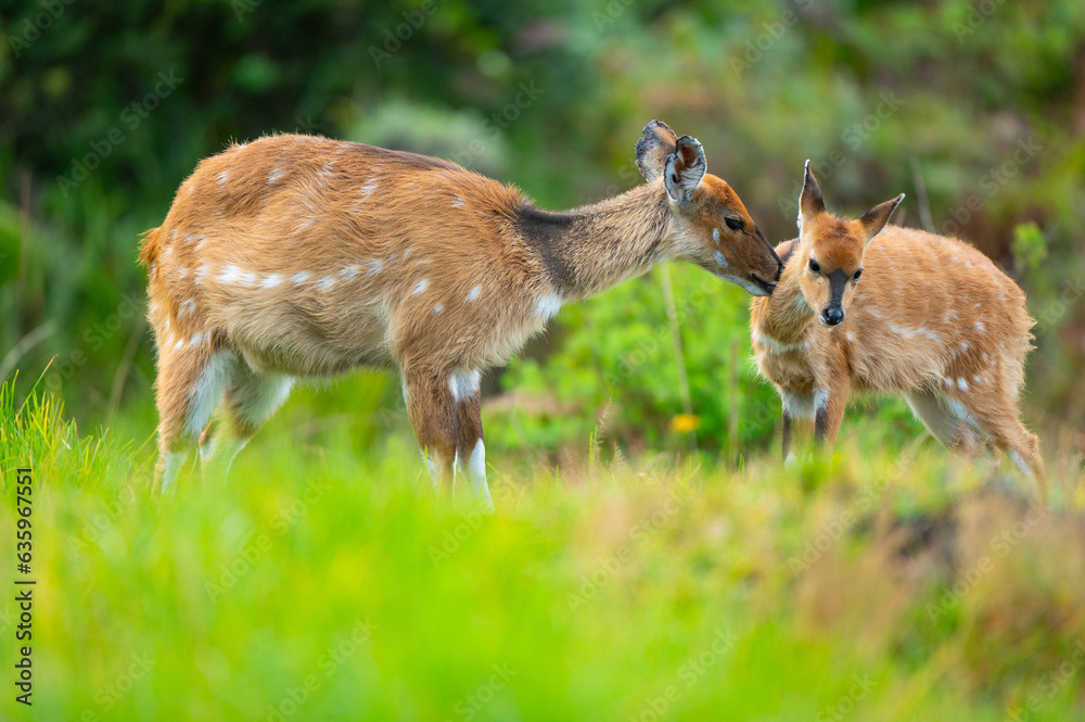 Fototapeta premium deer in the woods with her mum