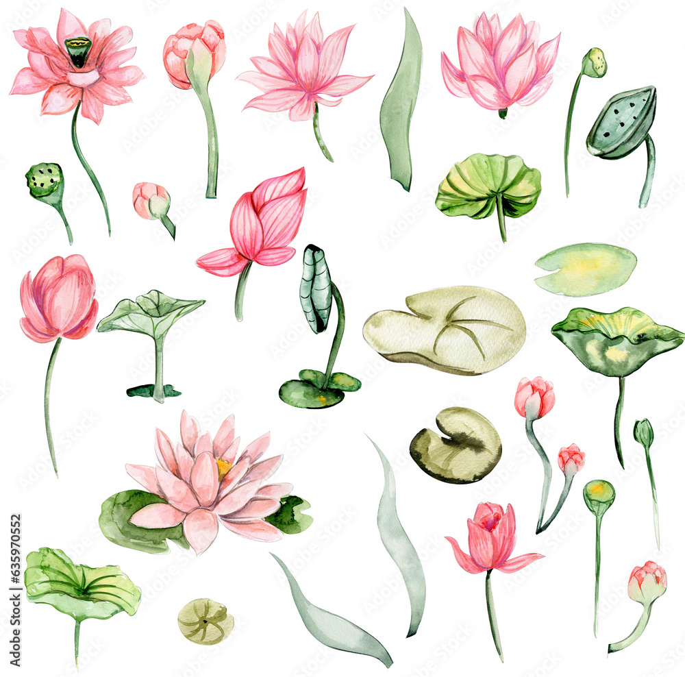 Watercolor hand drawn water lilies. Watercolor botanical illustration. Perfect for wedding invitation, greetings card, posters.