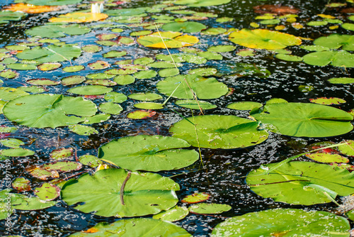Lily Pads on Pond