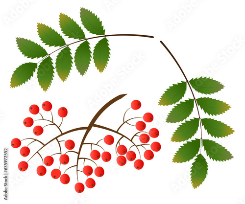 Rowan branch with red berries with green and yellow autumn leaves on a white background, vector