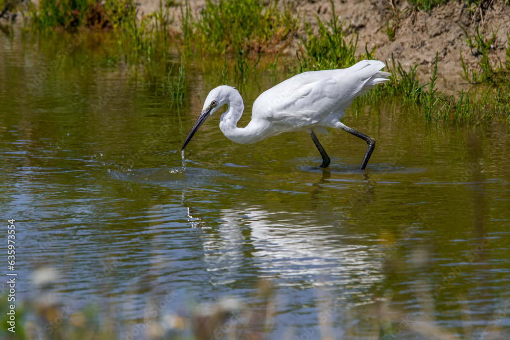 Naklejka premium Little egret (Egretta garzetta) juvenile fishing in shallow water of pond in summer