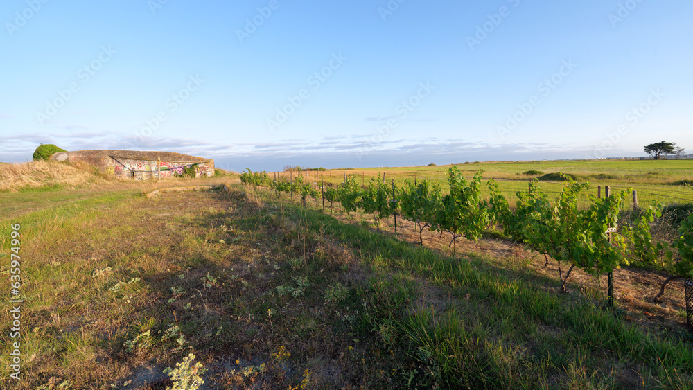 Blockhouse and vineyard on the cliffs in Charente-Maritime coast