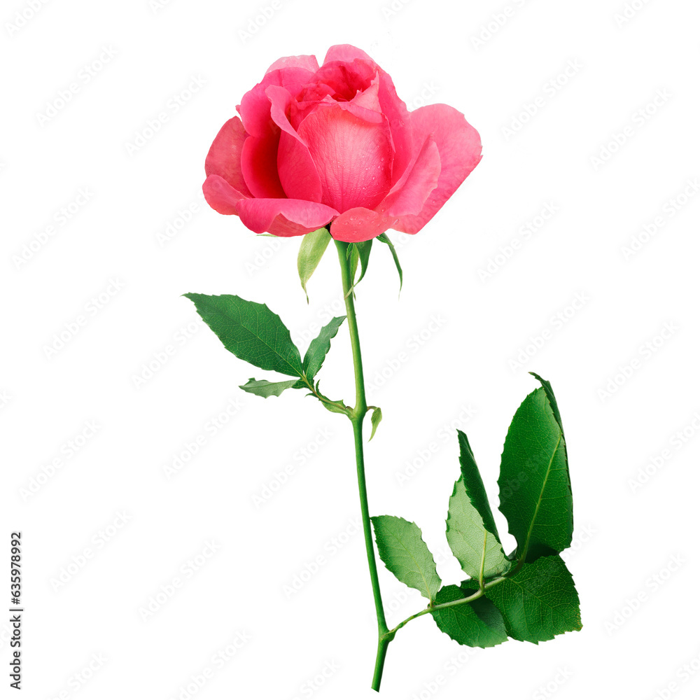 Rose flowers isolated on transparent background, Red rose flower isolated Photo summer spring flowers, png