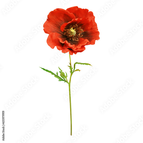 Poppy flowers isolated on transparent background, Red poppy flower isolated Photo summer spring flowers, png