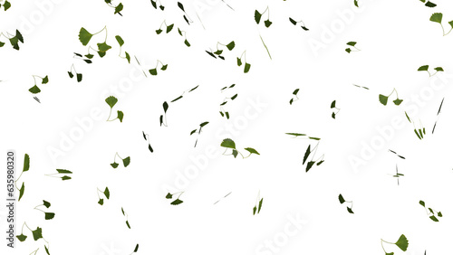 Isolated falling ginkgo or gingo green tree leaves falling
