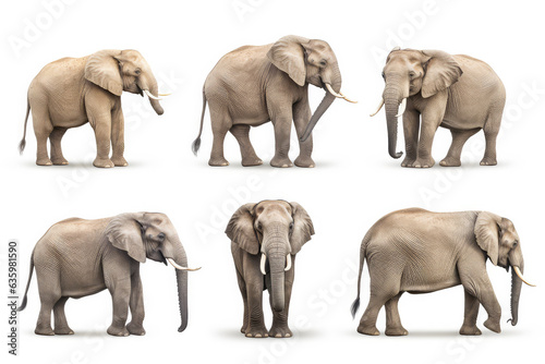 Photography set of africa Elephants are shown in a variety of poses - Collection of standing, sitting, lying, isolated on white background