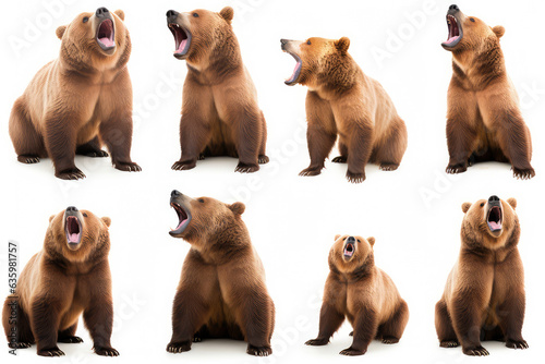 Wildlife animals bears banner Collection background