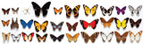 Vector illustration Collection of colorful butterflies on a white background.