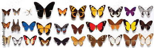 Vector illustration Collection of colorful butterflies on a white background. © STOCK PHOTO 4 U