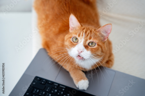 Cute Ginger Cat Lying on Sofa With Laptop