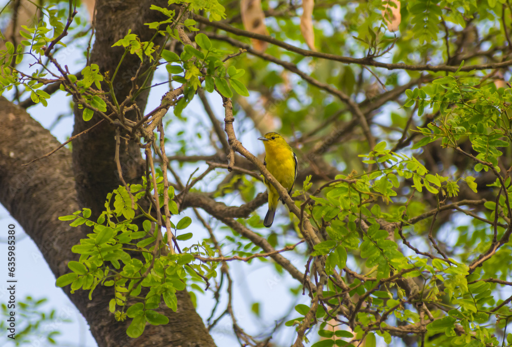 Fototapeta premium Yellow Common Iora (Aegithina tiphia) bird perching on the tree with green leaf background.