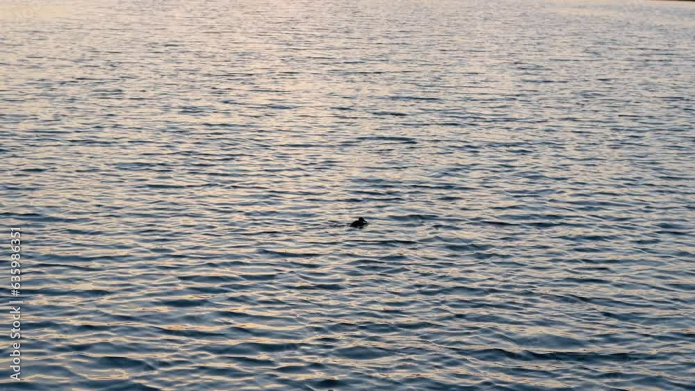 Beautiful view of a duck swimming in a lake