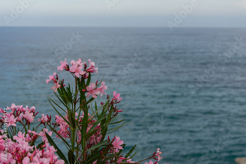 Pink multiheaded flowers blossoming outdoors by the Mediterranean sea photo