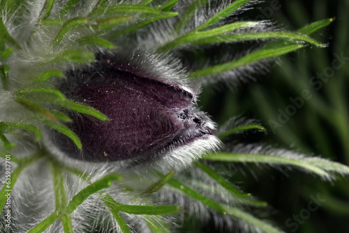 Flower bud and leaves of Pulsatilla vulgaris - Renonculacea family photo