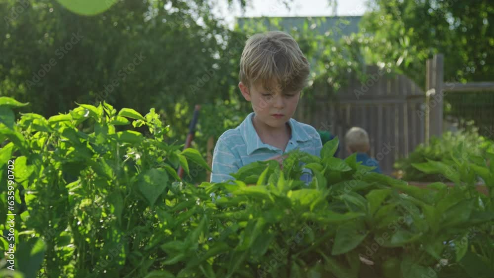 Boy picks basil leaf from garden plant, smells its aroma, places in basket Boy picks basil leaf from garden plant, smells its aroma, places in basket