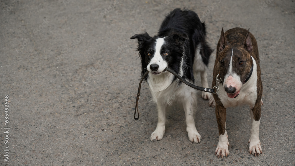 A border collie leads a bull terrier by the leash. One dog walking another. 